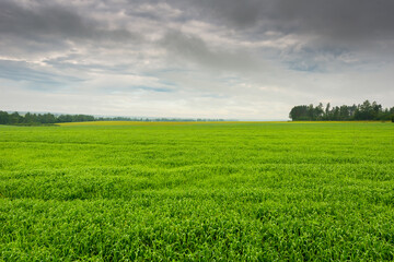 Fog on forest meadows in a rainy morning. Grass covered with dew in the foreground