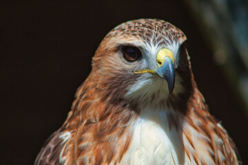Königsbussard (Buteo regalis)