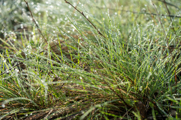 Morning dew on a sunrise in a springfield, wet meadow with green grass