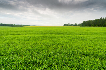 Fog on forest meadows in a rainy morning. Grass covered with dew in the foreground