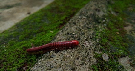 the rusty millipede (Trigoniulus corallinus) common Asian millipede