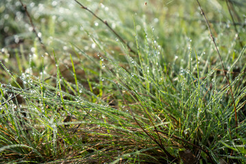 Morning dew on a sunrise in a springfield, wet meadow with green grass