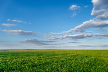 agricultural field with young sprouts and a blue sky with clouds - a beautiful spring landscape