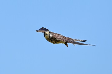 青空バックに餌を持って飛ぶ繁殖期のチョウゲンボウ メス