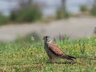 芝生の上でくつろぐ繁殖期のチョウゲンボウ オス