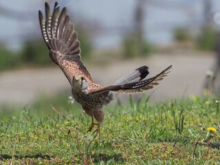 チョウゲンボウ オスの飛び出しシーン