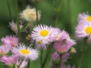 光を浴びて輝く満開の薄紅色のハルジオン