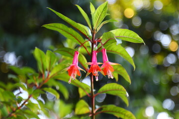 Fuschia