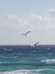 Fototapeta na wymiar Two seagulls playing with sea waves. Seascape, sea and waves.