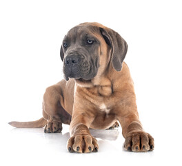 Obraz premium puppy cane corso