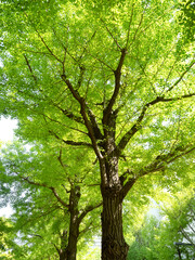 新緑のイチョウ並木