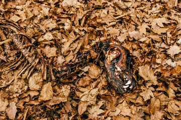 dead animal in the forest