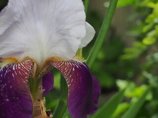 我が家のアイリス