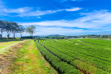 Fototapeta na wymiar Amazing landscape view of tea plantation. Nature background.