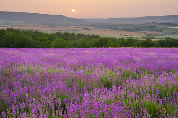 Plakat Meadow of lavender at sunset
