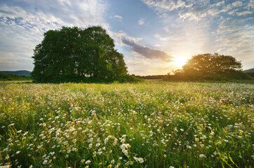 Beautiful camomile meadow in mountain at sunset.