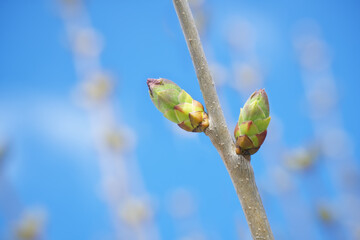 Spring bud of lilac.
