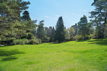 Fototapeta na wymiar Green grass in the pine forest.