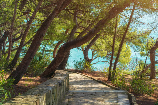 Natural landscape of spurce and sea