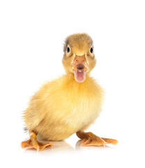 duckling in studio
