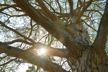 Tree branches and sun shine