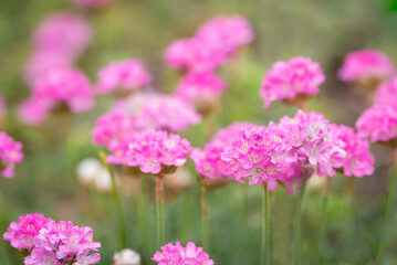 pink flowers in the garden and green background
