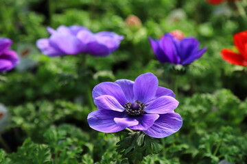 Purple flowers