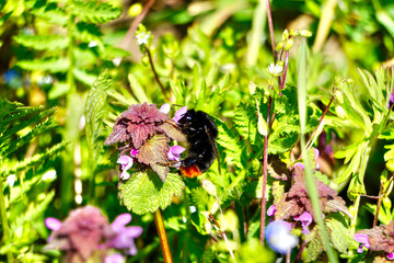 Hummel nascht Nektar
