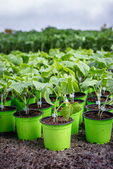 Cucumber plants in greenhouse. Seedling in pots ready for planting