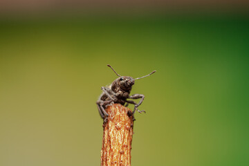 burrito de la vid o Naupactus xanthographus