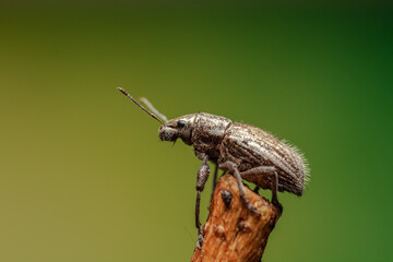 burrito de la vid o Naupactus xanthographus
