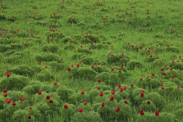 landscape from the natural reservation of steppe peonies from Zau de Campie - Romania
