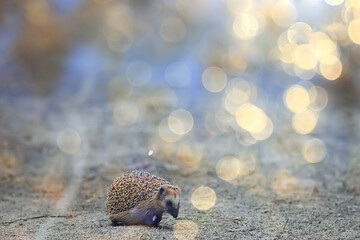 animal wild in nature hedgehog in the forest, european hedgehog runs
