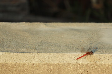 夕日に染まる一匹の赤とんぼ