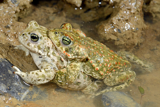 Amplexus of Natterjack toads // Kreuzkr&ouml;ten (Epidalea calamita) im Paarungsgriff