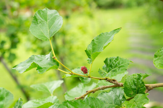 Mulberry plant in agriculture garden with red fruit and green leaves