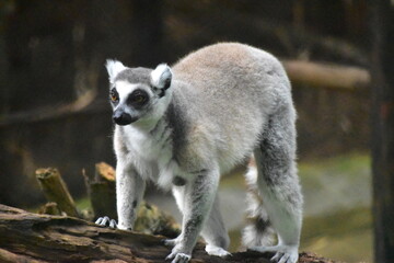 lemur on a tree © haneef