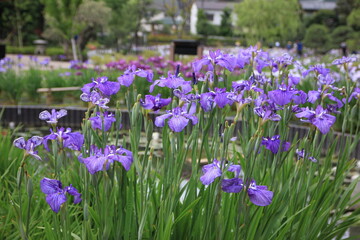 菖蒲。日本の技によって生まれた菖蒲。「和田津海」