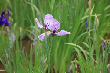 菖蒲。日本の技によって生まれた菖蒲。「筑波根」
