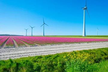 Foto op Plexiglas Colorful tulips in an agricultural field in sunlight below a blue white cloudy sky in spring, Almere, Flevoland, The Netherlands, May 7, 2021 © Naj