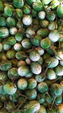 Green Brinjal