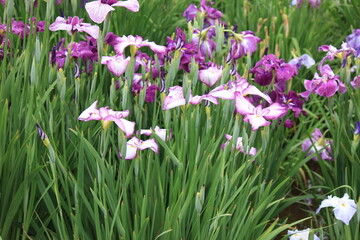 菖蒲。日本の技によって生まれた菖蒲。「小桜姫」