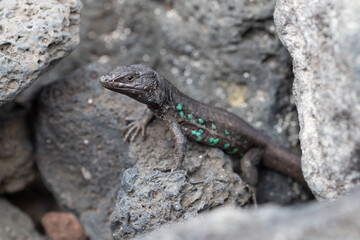 Atlantic lizard with turquoise blue oceles