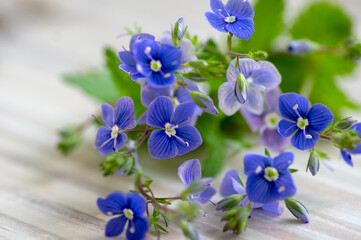 Veronica chamaedrys germander speedwell flowering plant, small flowers with deep blue petals in bloom