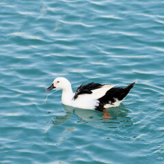 seagull on the sea