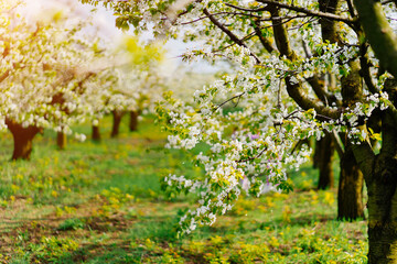 cherry orchard in spring. walk among the flowering trees.