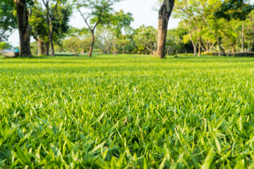 Green grass field with blurred park background. with copy space using as background natural green plants landscape, ecology, fresh wallpaper concept.