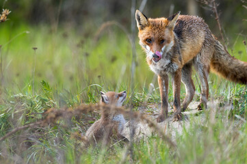Ein Fuchswelpe begrüßt seinen  Vater