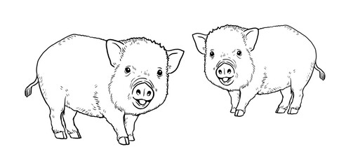 Two cute piglets on the farm. Coloring page with the animals. Digital illustration.