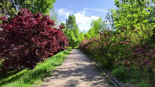 &Aacute;rboles, arbustos y bot&aacute;nica en el parque p&uacute;blico de Canterac de la ciudad de Valladolid, Espa&ntilde;a, durante la primavera